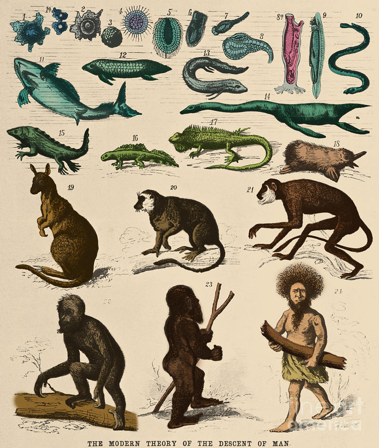 Ewolucyjne bajki. Ernst Haeckel, 1871 r.