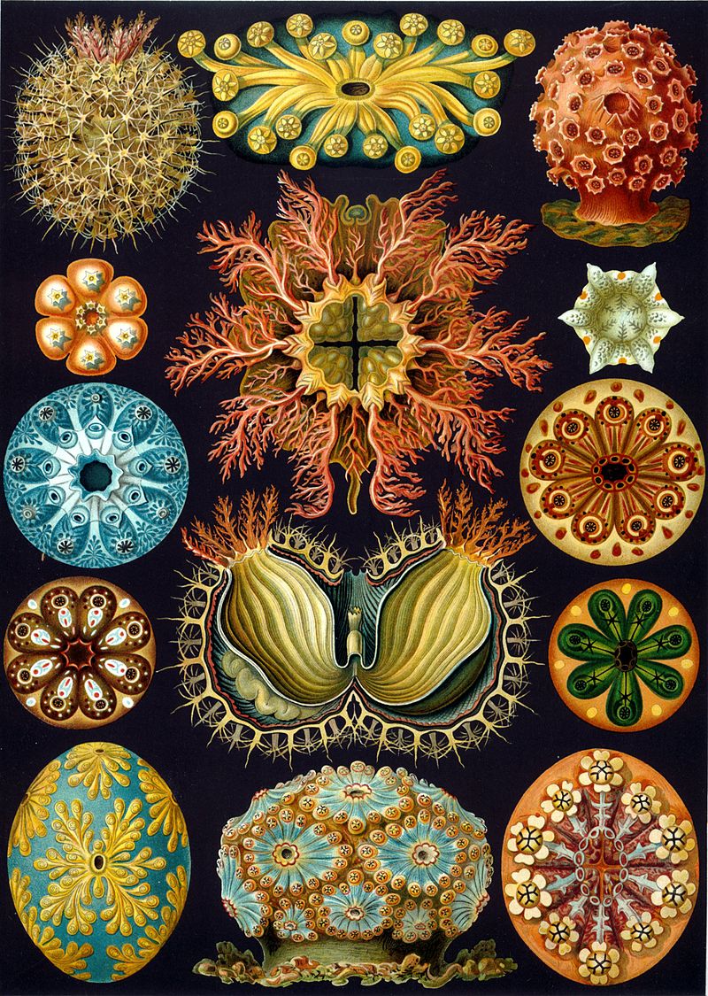 Ascidiacea. "Kunstformen der Natur" ("Formy sztuki w przyrodzie") Ernsta Haeckela.