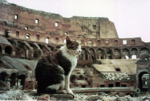 Kot na gruzach Rzymu