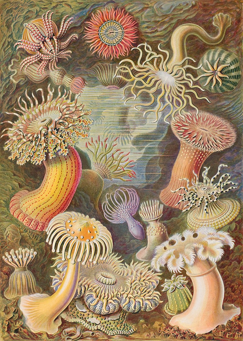 Ukwiały morskie z "Kunstformen der Natur" ("Formy sztuki w przyrodzie") Ernsta Haeckela. Actiniae.